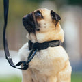 Utility Dog Collar K230