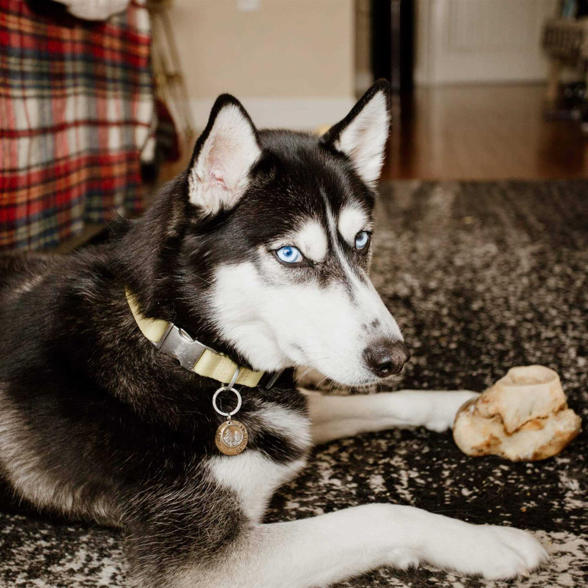 Knuckle Bone for Dogs T143584