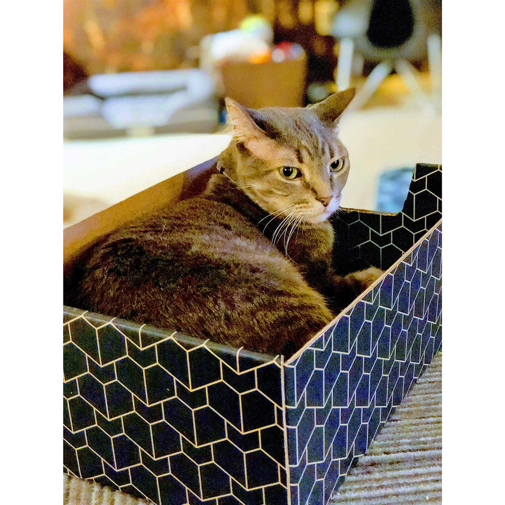 Blue Cat Box C876847