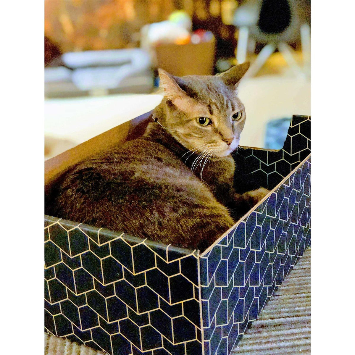 Blue Cat Box C876847