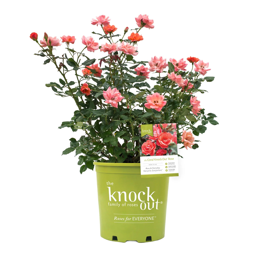 Coral Knock Out Rose Live Shrubs 2 Gallon R883845