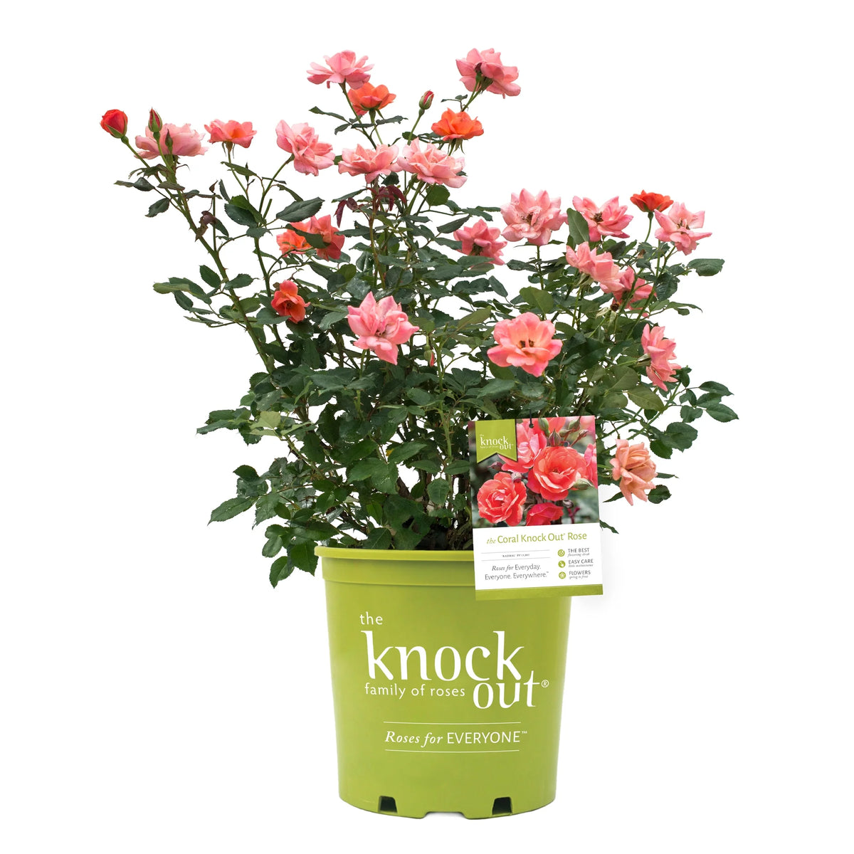 Coral Knock Out Rose Live Shrubs 2 Gallon R883845