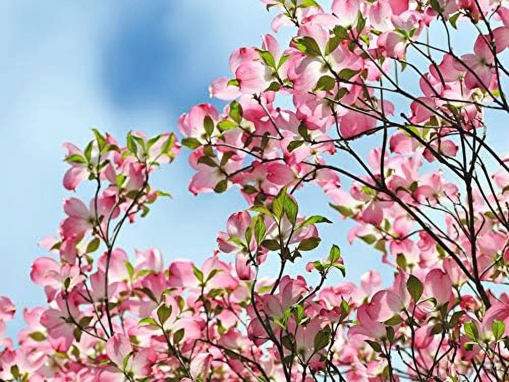 Dogwood Tree W16551