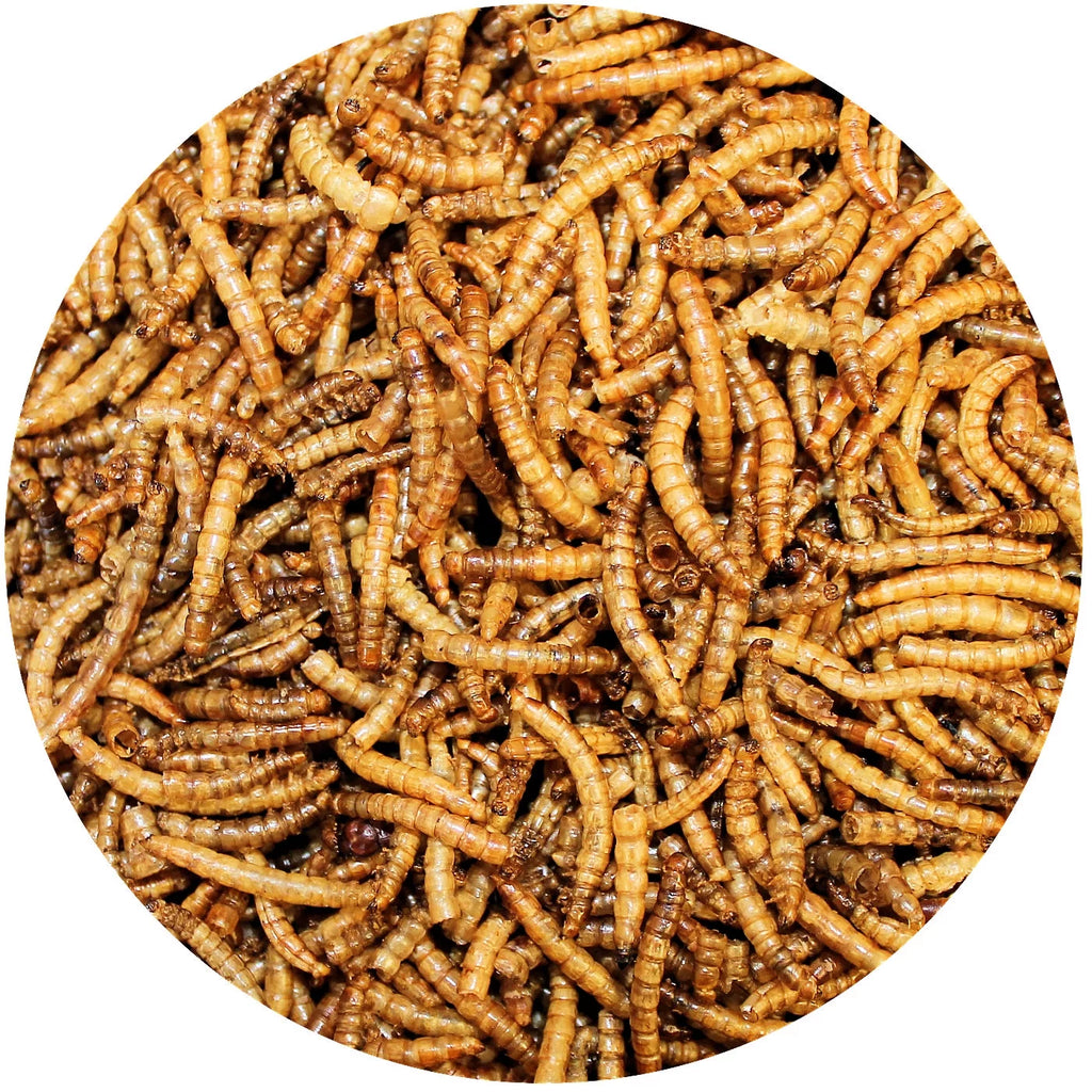 Dried Mealworms 22 lb C8486