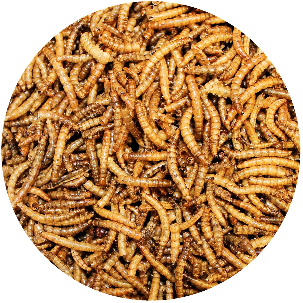 Dried Mealworms 22 lb C8486