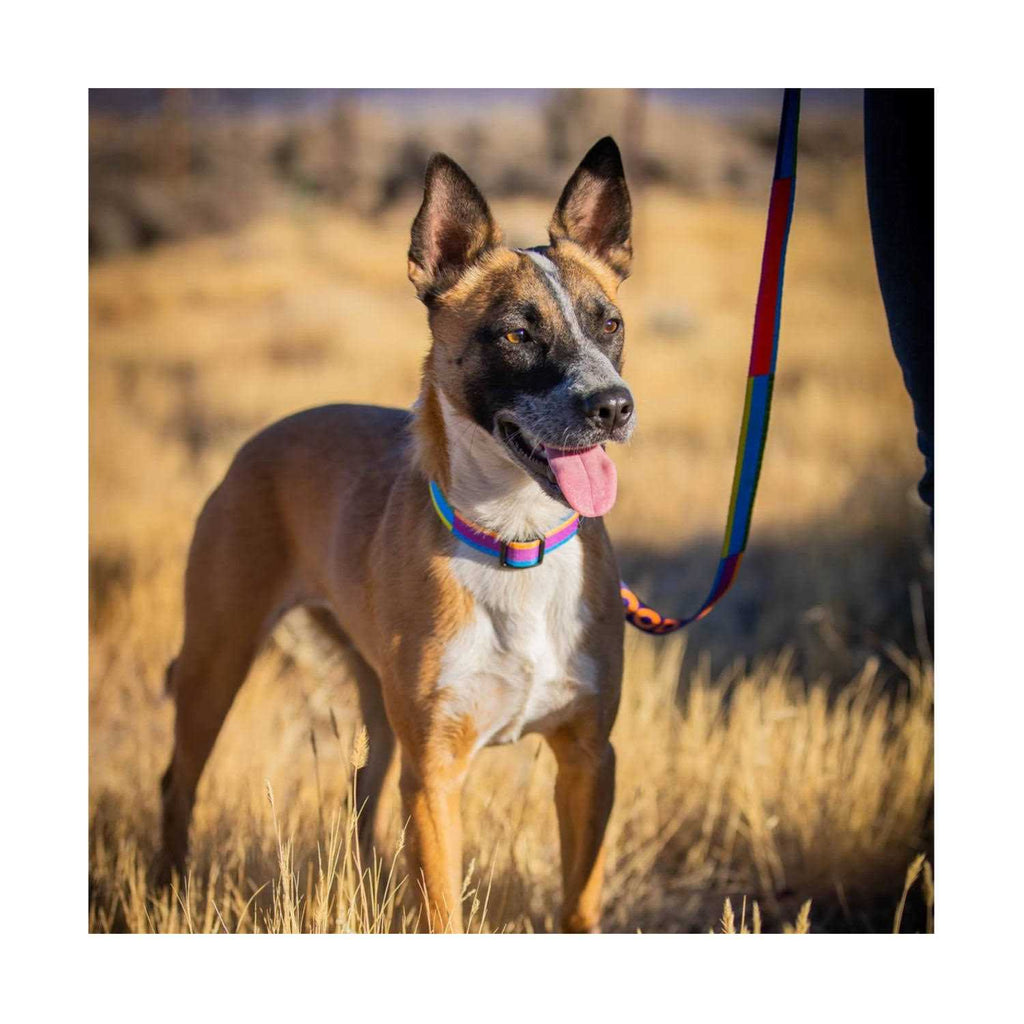 GoodDog Collar E669617