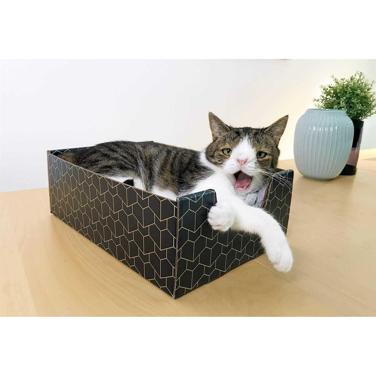 Blue Cat Box C876847