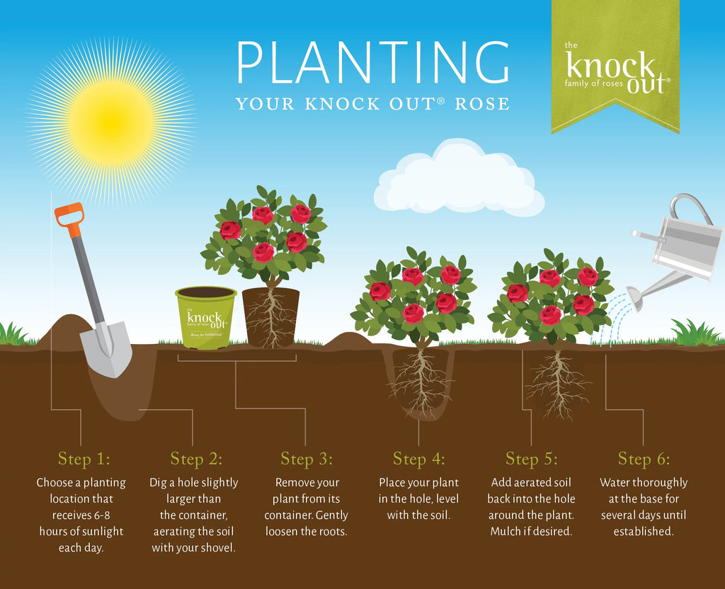 Coral Knock Out Rose Live Shrubs 2 Gallon R883845