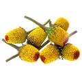 Buzz Buttons Flowers 4 x 50 Count P73847