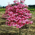 Dogwood Tree W16551