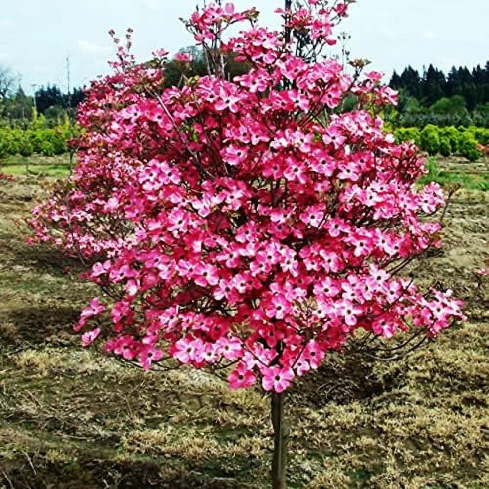 Dogwood Tree W16551