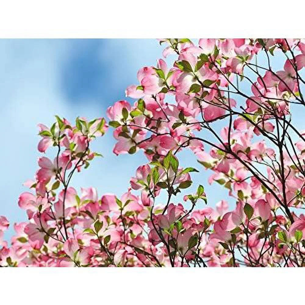 Dogwood Tree W16551