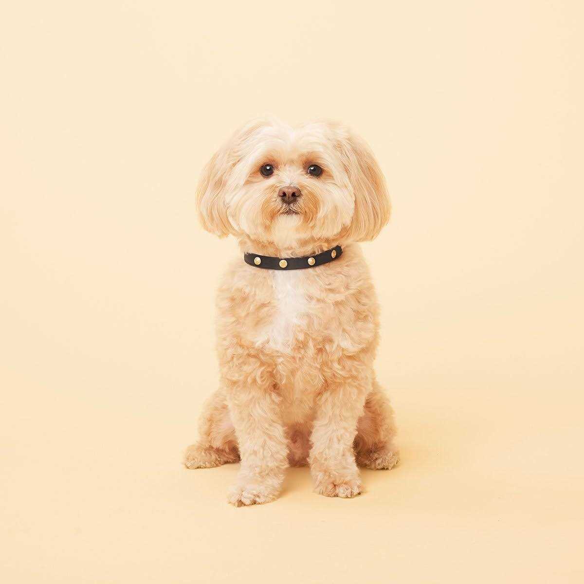 Genuine Leather & Microfiber Bejeweled Circular Stud Dog Collar Z764
