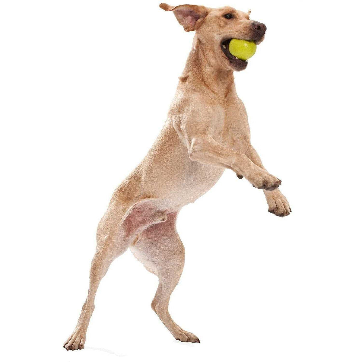 Dog Toy S652264