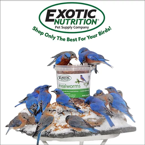 Dried Mealworms 22 lb C8486