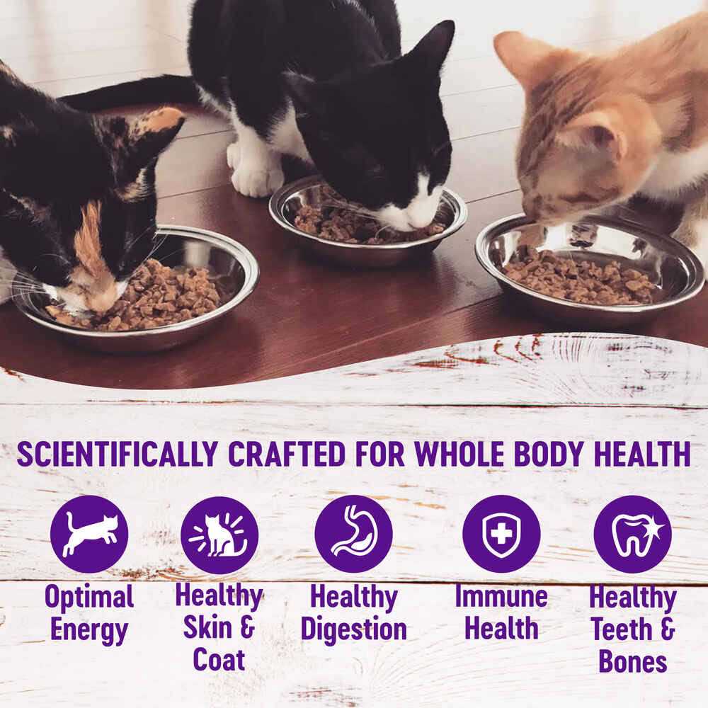 Cat Food S11450
