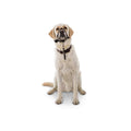 Head Halter A669543