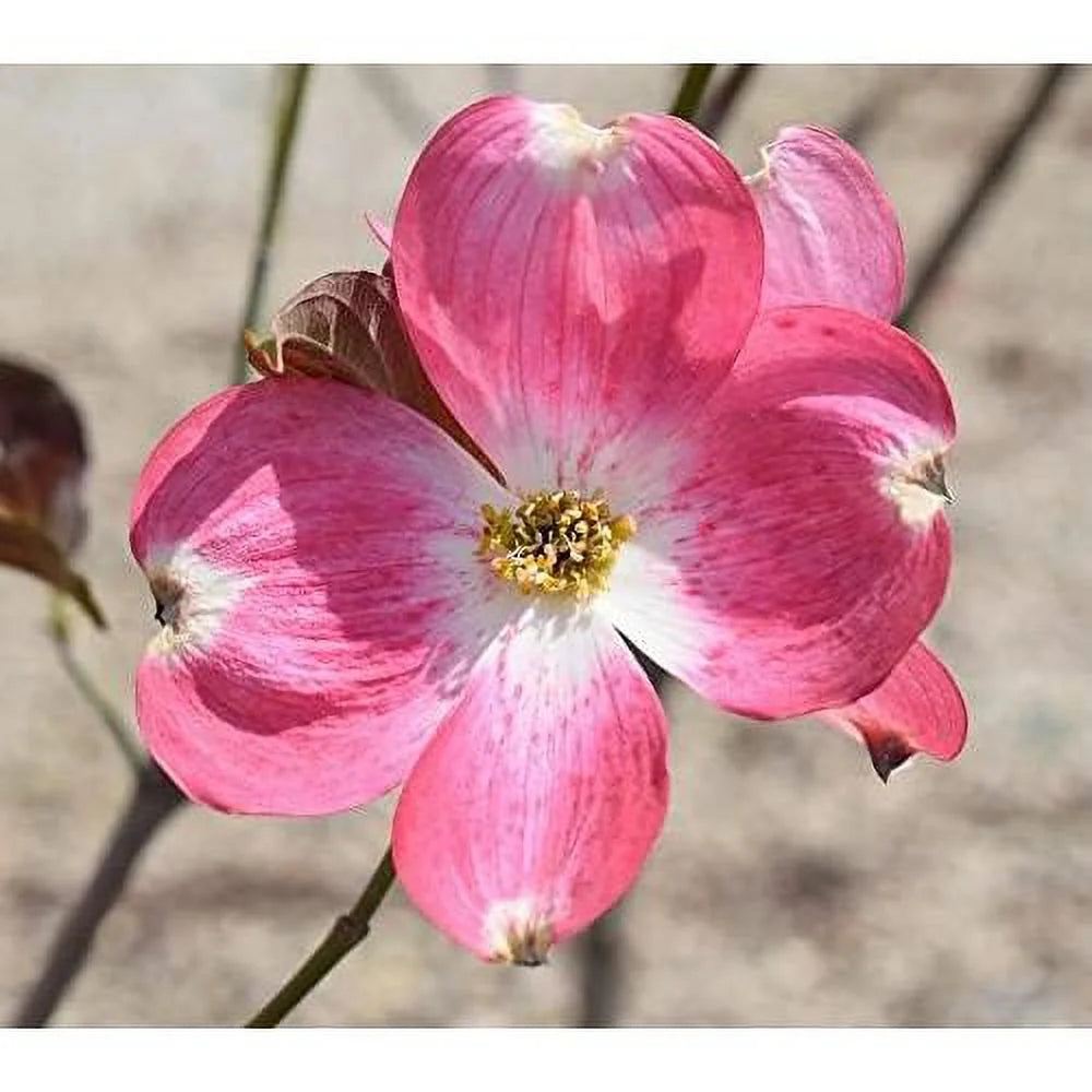 Dogwood Tree W16551