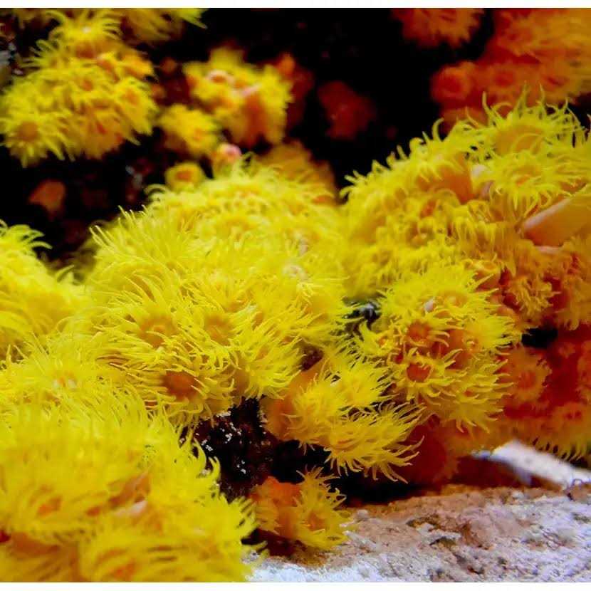 Reef Iodide I515109