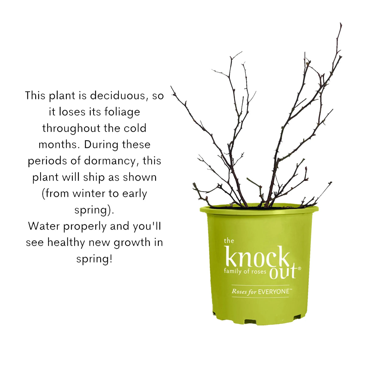 Coral Knock Out Rose Live Shrubs 2 Gallon R883845