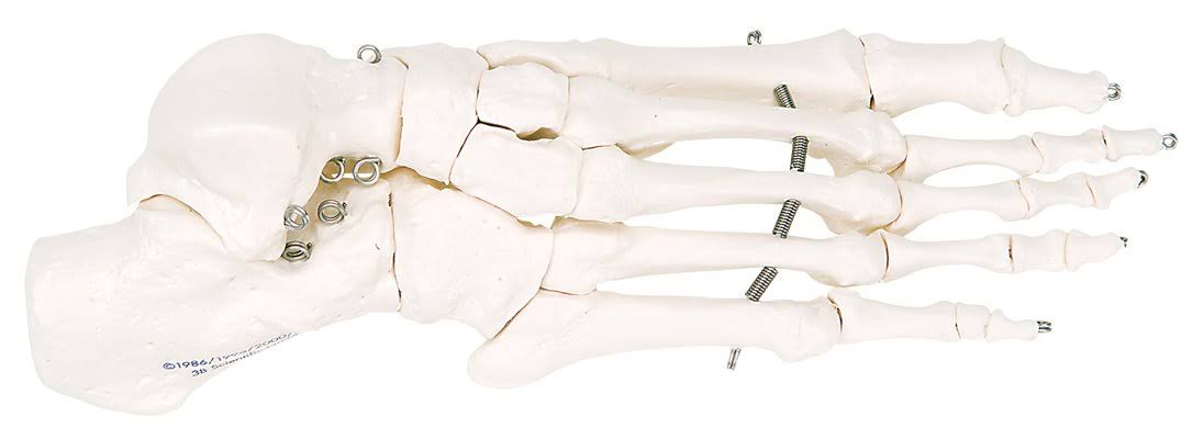 Foot Skeleton M90177