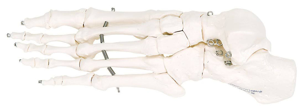 Foot Skeleton M90177