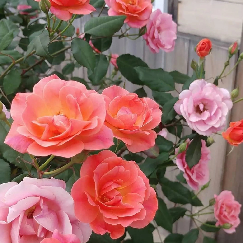 Coral Knock Out Rose Live Shrubs 2 Gallon R883845