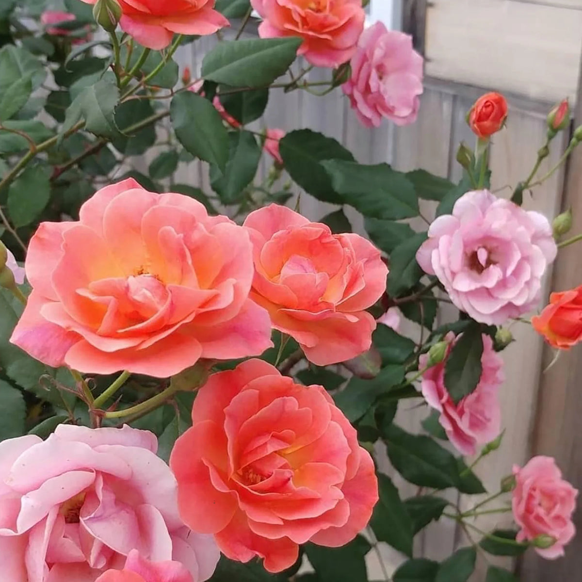 Coral Knock Out Rose Live Shrubs 2 Gallon R883845