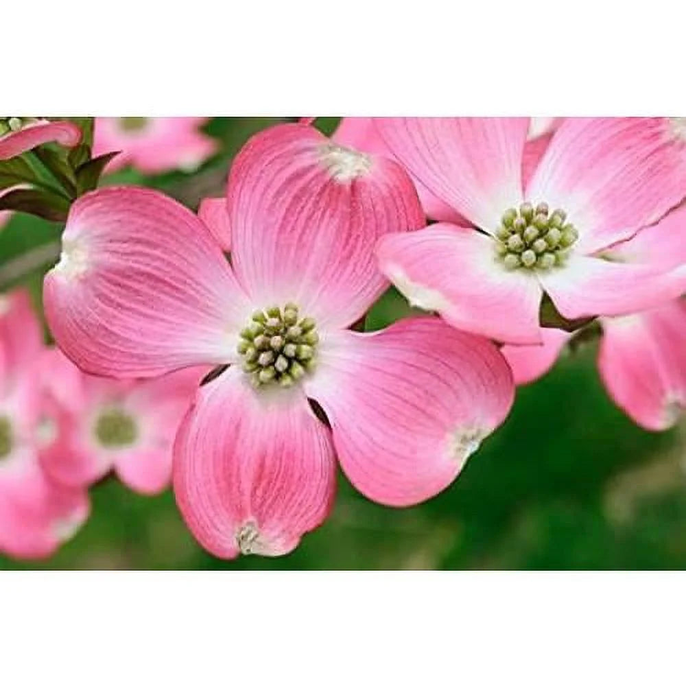 Dogwood Tree W16551