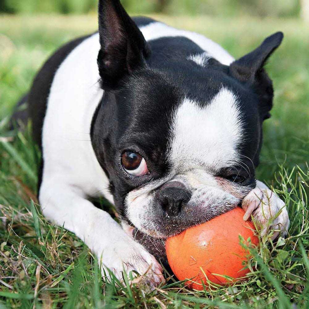 Dog Toy S652264