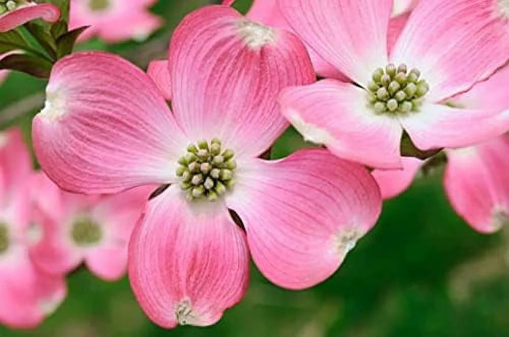 Dogwood Tree W16551