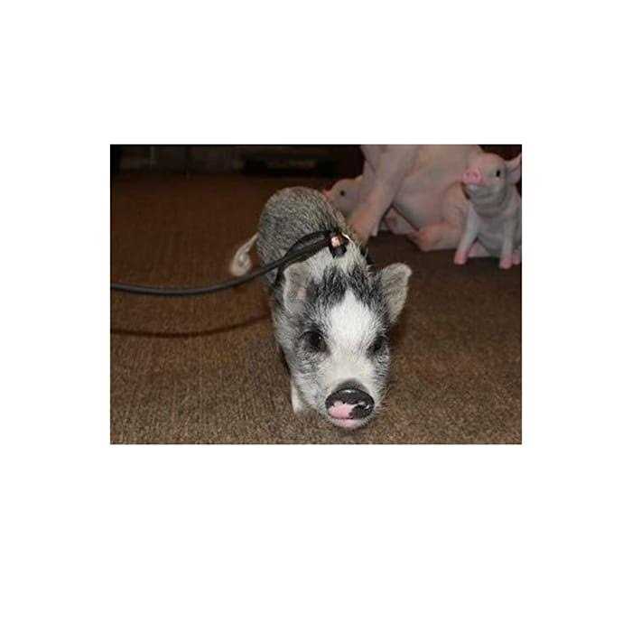 Adjustable Mini Pig Harness and Leash R6825