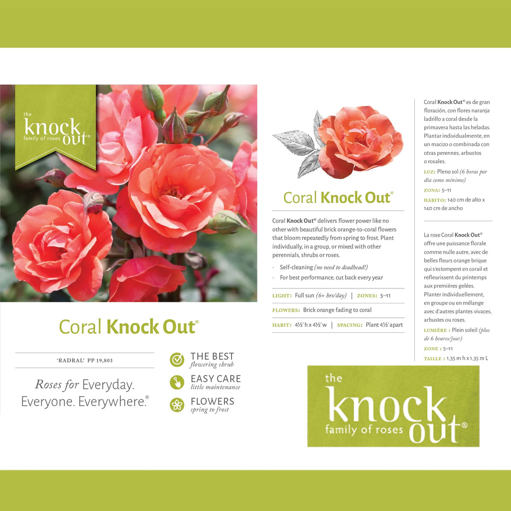 Coral Knock Out Rose Live Shrubs 2 Gallon R883845