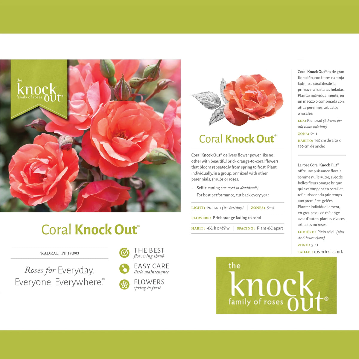 Coral Knock Out Rose Live Shrubs 2 Gallon R883845