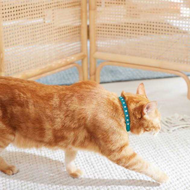 Velvet Cat Collar J21243
