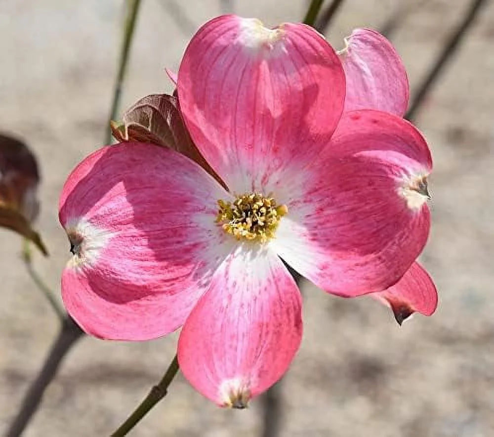 Dogwood Tree W16551