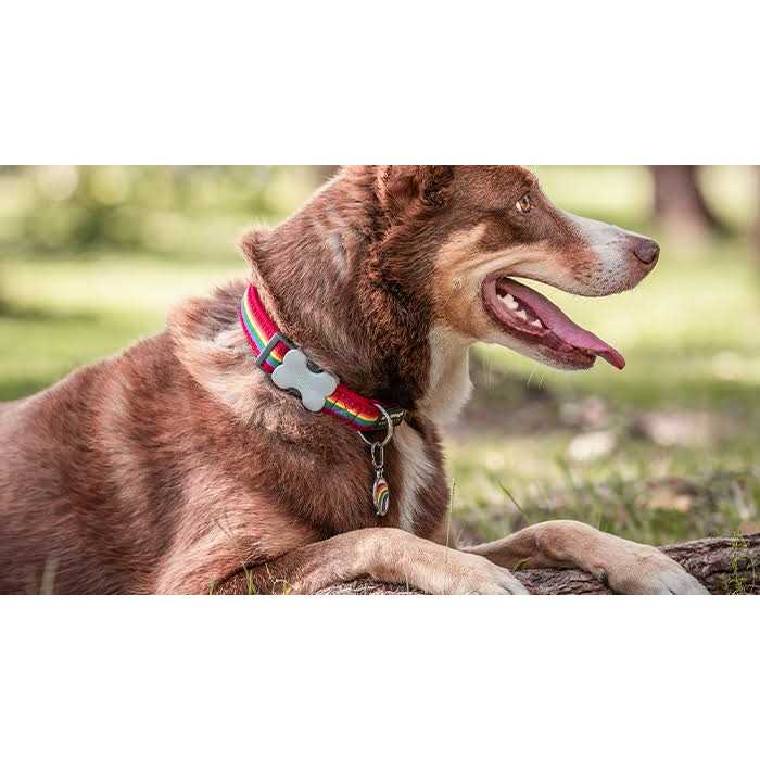 Enamel Pet ID Tag H93545