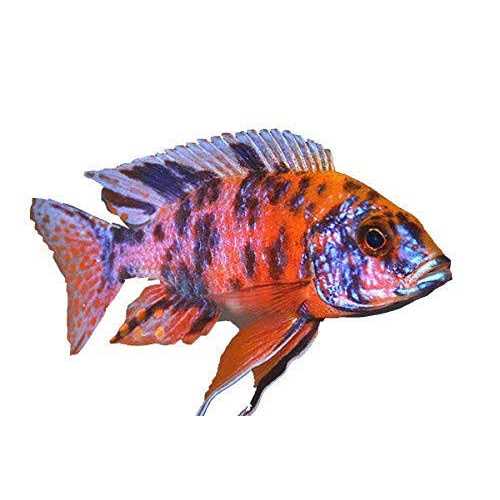 Fish Food for African Cichlids Tetras Tropical Fish W577