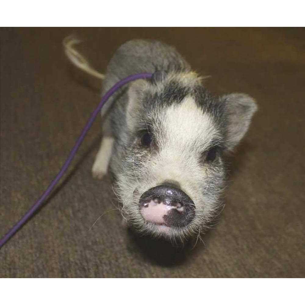 Adjustable Mini Pig Harness and Leash R6825