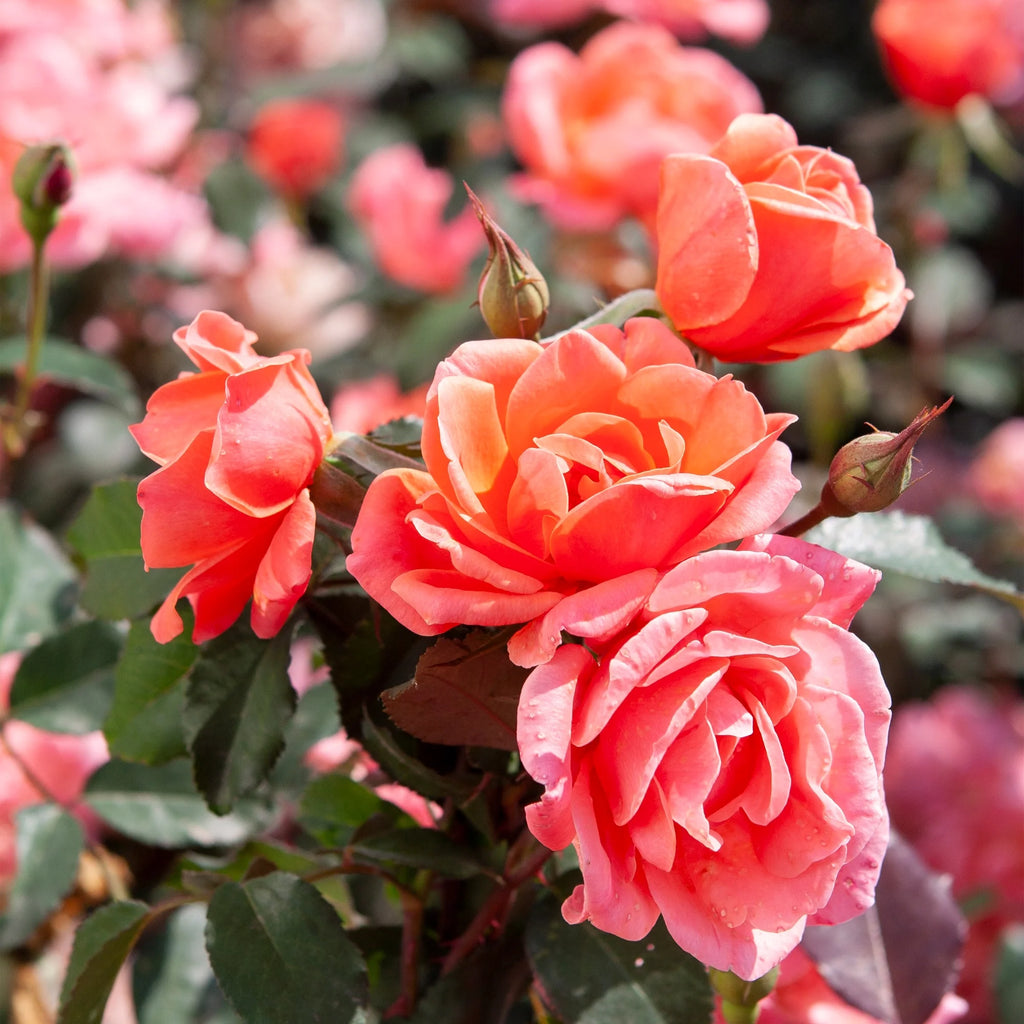 Coral Knock Out Rose Live Shrubs 2 Gallon R883845