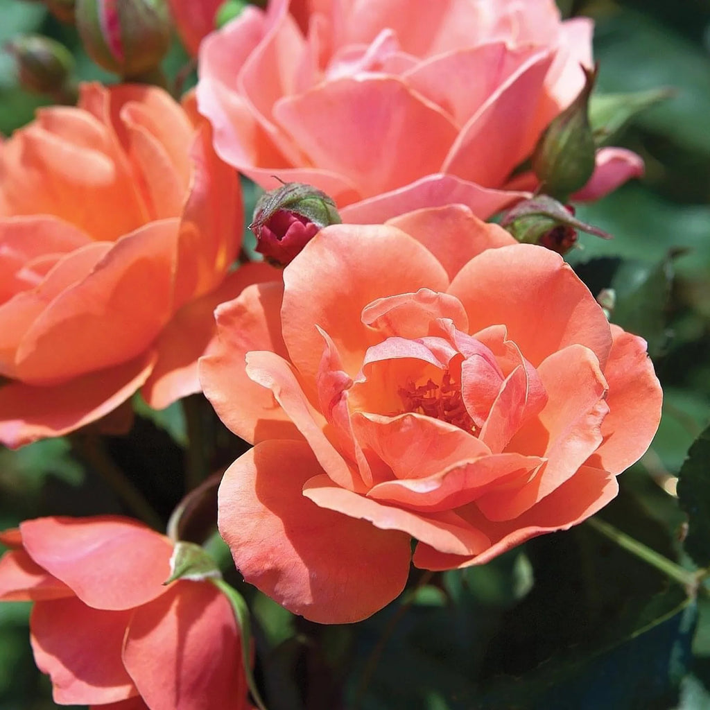 Coral Knock Out Rose Live Shrubs 2 Gallon R883845